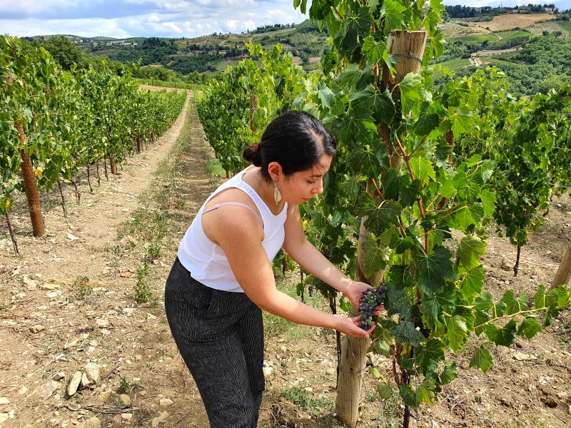 Eleonora Maoddi, assistant winemaker at Castello di Radda, showing Sangiovese grapes after véraison, Radda