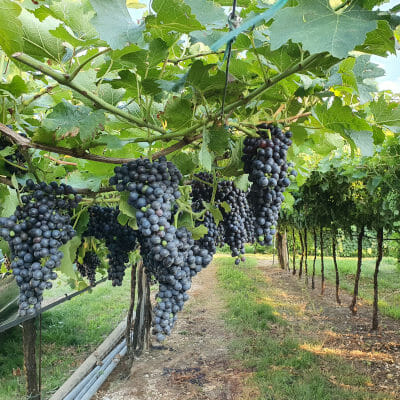 Award-winning Valpolicella wine | Independent Wine