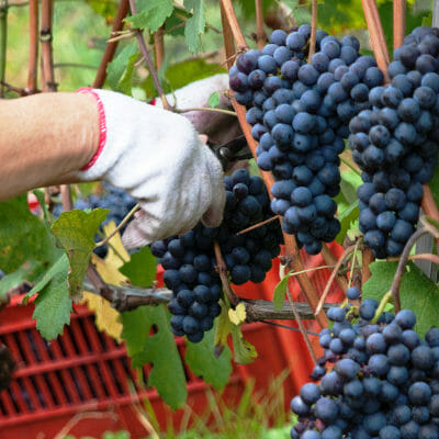 Featured image of post Steps to Prepare Nebbiolo Grape Vines For Sale