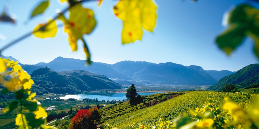 View on Schiava Vineyards near Lago di Caldaro, Oltradige, Alto Adige, Italy